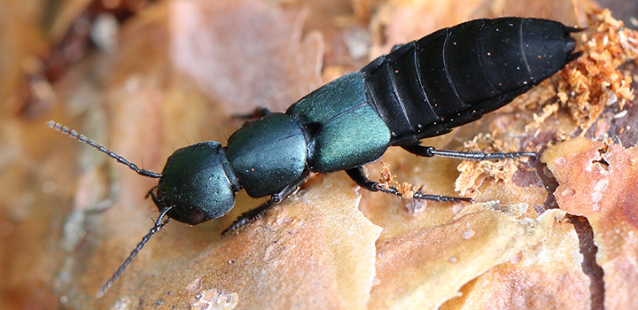 Biodiversity auditing key to success of new conservation plans