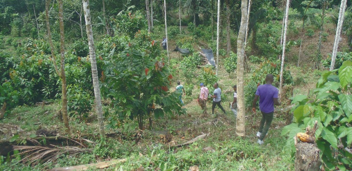 Field activities in the Choco cacao expedition