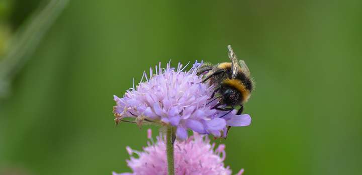 bee pollinating flower