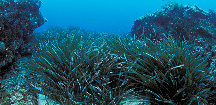 Bluegrass under the sea.