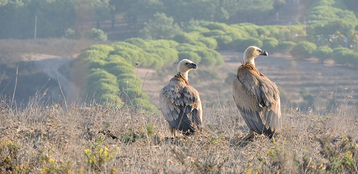 Collision hotspots for migrating birds revealed in new study