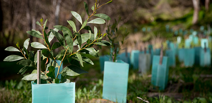 Countries bet on forests and soils to reach net zero