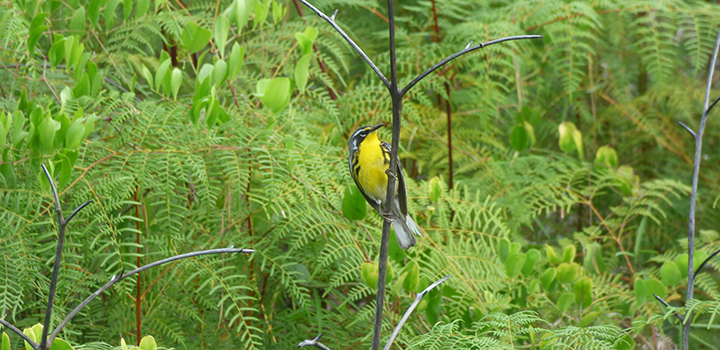 A Bahama Warbler photographed in a tree.