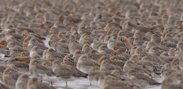 A flock of black-tailed godwits.