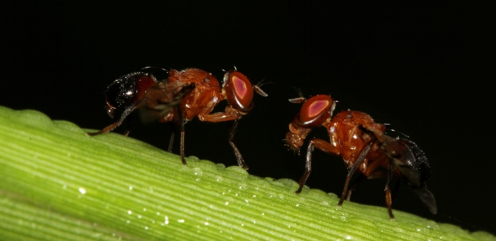 Two fruit flies facing each other on a stick of celery.