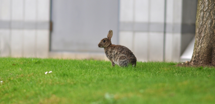 How rabbits help restore unique habitats for rare species