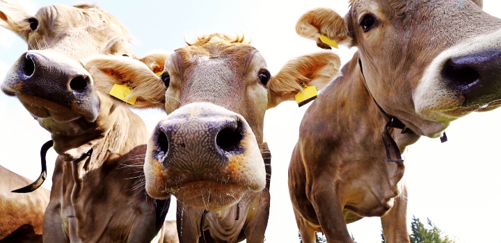 How we created the perfect storm for pandemics