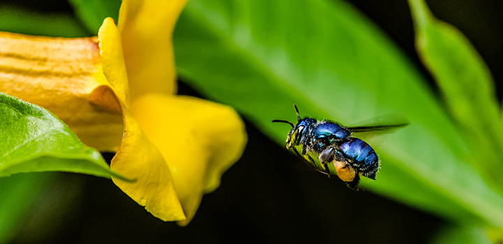 Hydropower dams induce widespread species extinctions across Amazonian forest islands