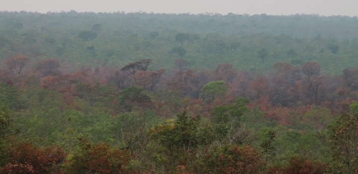 Brazilian rainforest