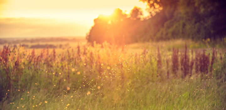 field with grass and sunset