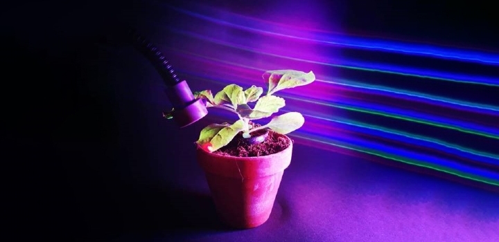 New research reveals plant control with the power of light