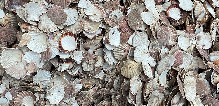 A background of sea shells.