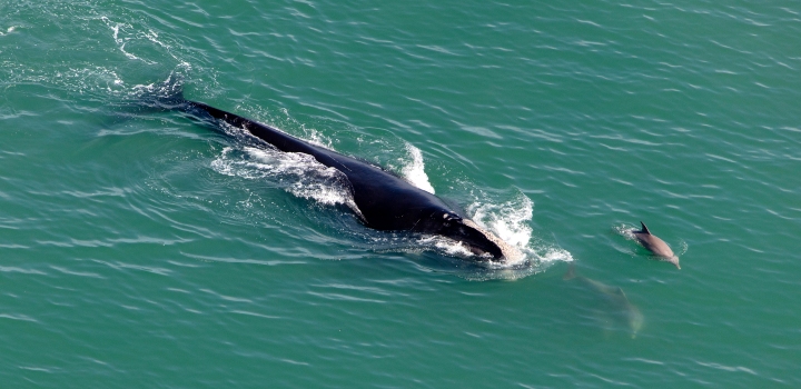 New technology ‘listens’ for endangered right whales