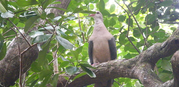 A pink pigeon perches on a branch.