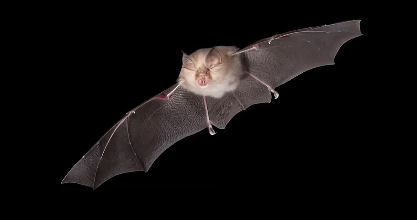 Novel coronavirus discovered in British bats