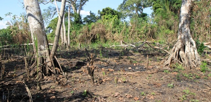 Rivers help lock carbon from fires into oceans for thousands of years