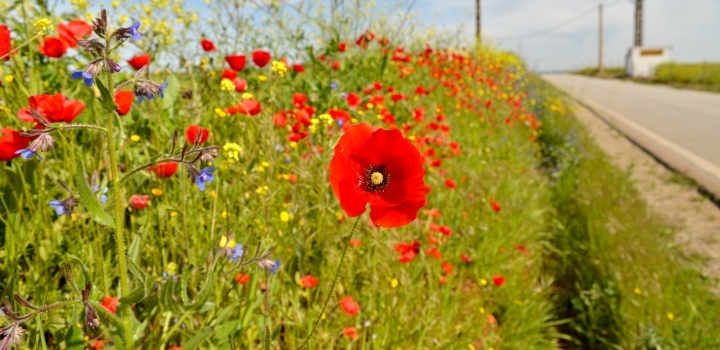 Road verges could be havens for pollinators