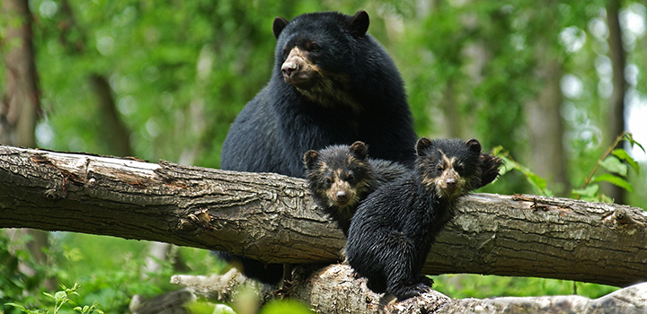 An Andean bear and her cubs stand on a fallen tree trunk.