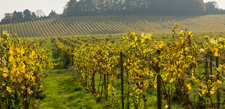 An English vineyard.