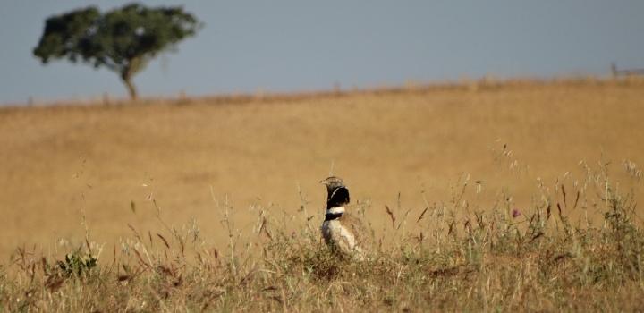 Study reveals scale of habitat loss for endangered birds