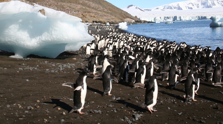 News+2+ +ENV+Aldina+Franco+ +Penguins+ +credit+Heather+Lynch