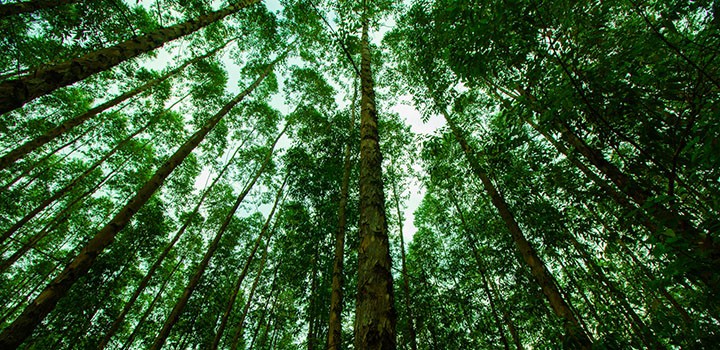 Tall rainforest trees