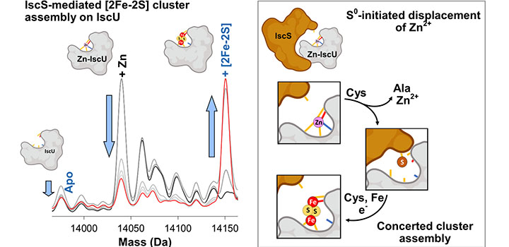 UEA researchers uncover how ancient protein bound iron cofactors are assembled in bacteria