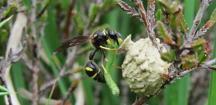 Wasps are valuable for ecosystems, economy and human health (just like bees)
