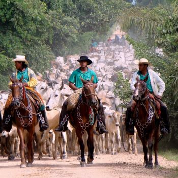 news Cattle Pantanal