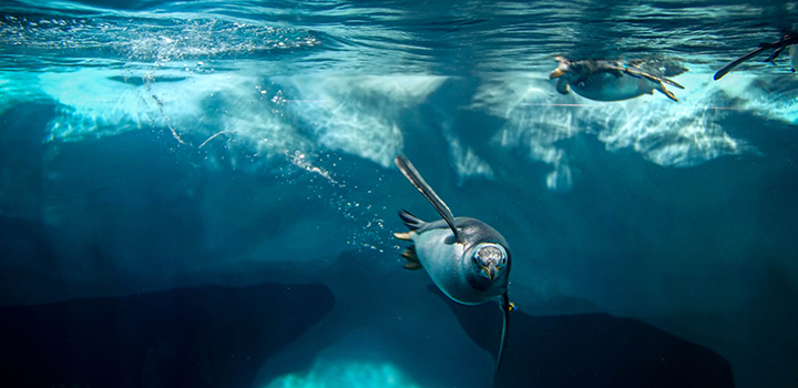 A penguin dives underwater
